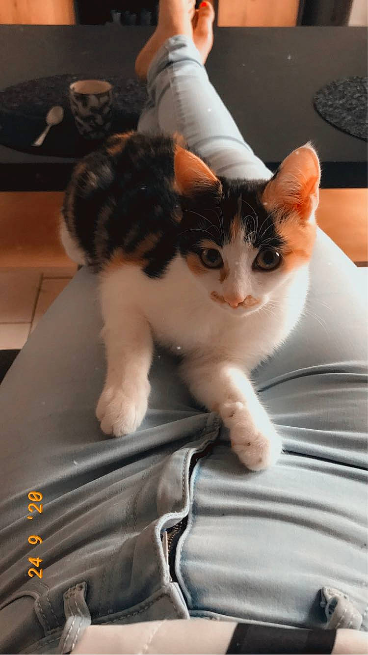 Rin participe au concours pour gagner de l'argent avec cette photo : auto_part, baggage, box, carnivore, cat, comfort, domestic_short_haired_cat, felidae, fur, human_leg, lap, linens, paw, sitting, small_to_medium_sized_cats, suitcase, tail, textile, vehicle_door, whiskers