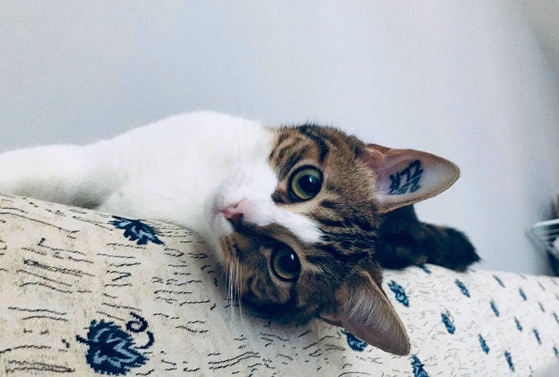 Miky participe au concours pour gagner de l'argent avec cette photo : aegean_cat, american_shorthair, american_wirehair, asian, carnivore, cat, domestic_short_haired_cat, dragon_li, european_shorthair, eye, felidae, fur, kitten, paw, polydactyl_cat, small_to_medium_sized_cats, tabby_cat, whiskers