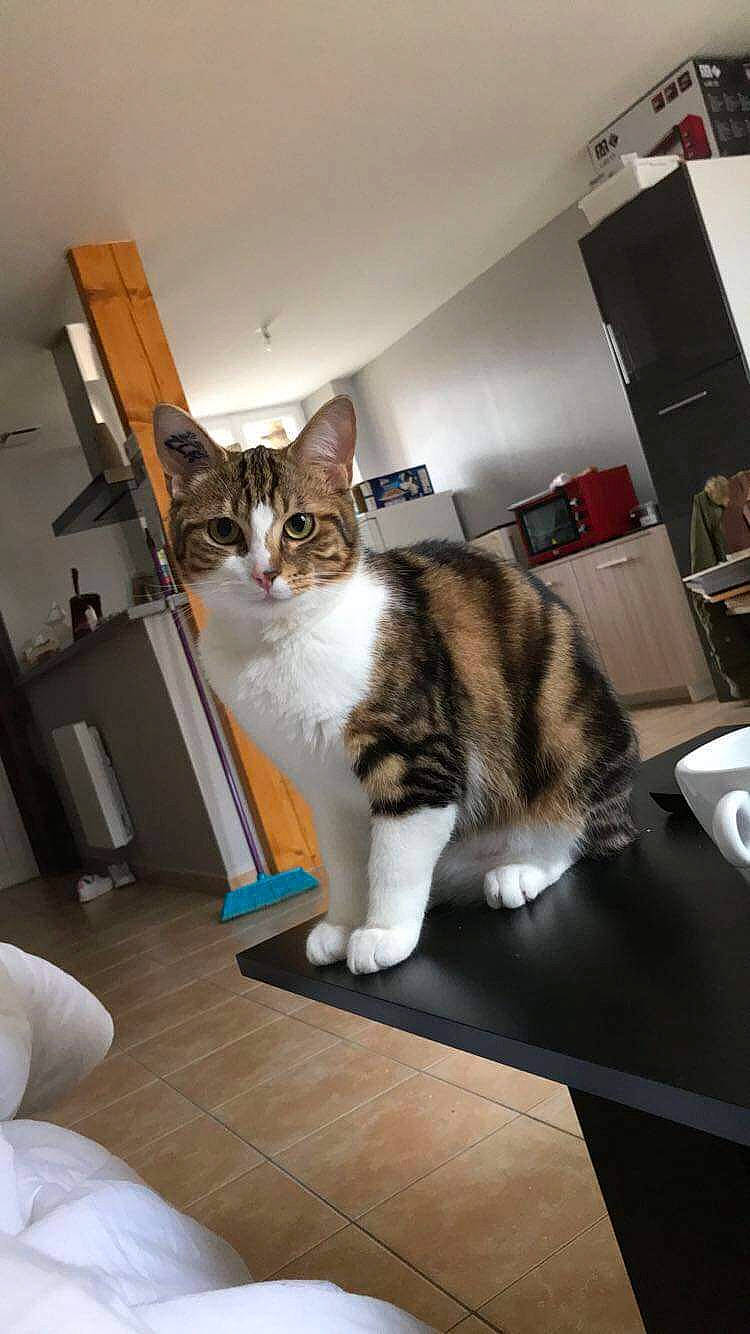 Miky participe au concours pour gagner de l'argent avec cette photo : box, carnivore, cat, cat_supply, chair, comfort, domestic_short_haired_cat, door, felidae, floor, flooring, fur, hardwood, paw, room, small_to_medium_sized_cats, stairs, tail, whiskers, wood