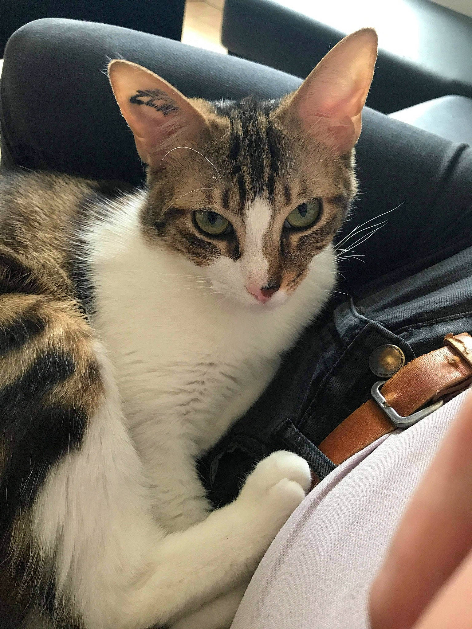 Miky participe au concours pour gagner de l'argent avec cette photo : carnivore, cat, comfort, domestic_short_haired_cat, eye, felidae, fur, head, human_body, human_leg, metal, paw, photo_caption, sitting, small_to_medium_sized_cats, snout, watch, whiskers, window, wrist