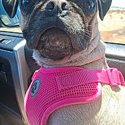 Izzy is registered to the contest to win money with this photo: dog, pug, pet, animal, close_up, pink_harness, car_interior, window, desert, sunlight, wrinkles, cute, face, ears, nose, whiskers, fur, seat, reflection, daytime