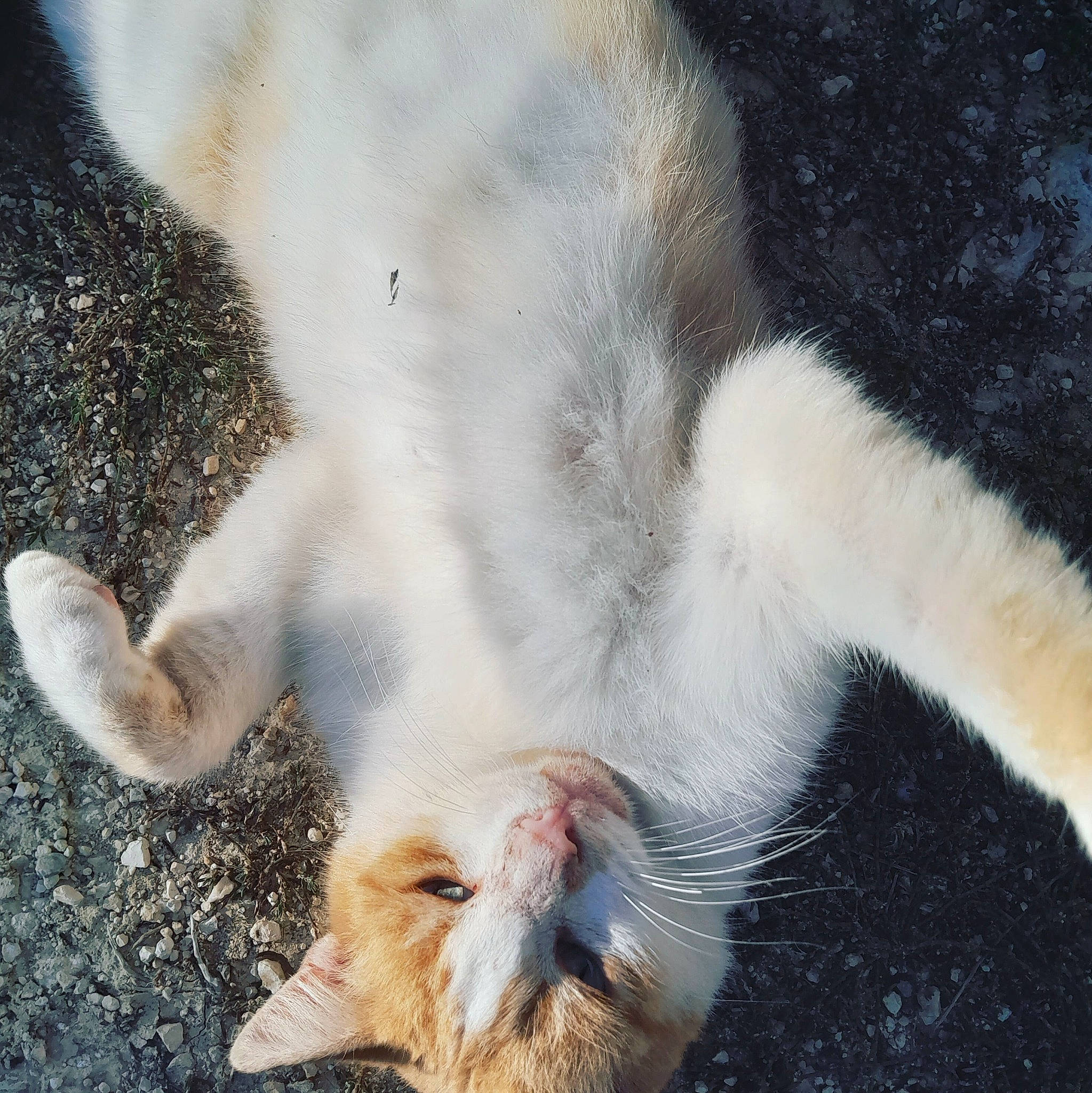 Titou a rejoint le concours — aidez-le/la à gagner de superbes lots ! asphalt, carnivore, cat, claw, domestic_short_haired_cat, eye, felidae, foot, fur, gesture, grass, leg, paw, plant, small_to_medium_sized_cats, snout, tail, terrestrial_animal, whiskers, wildlife