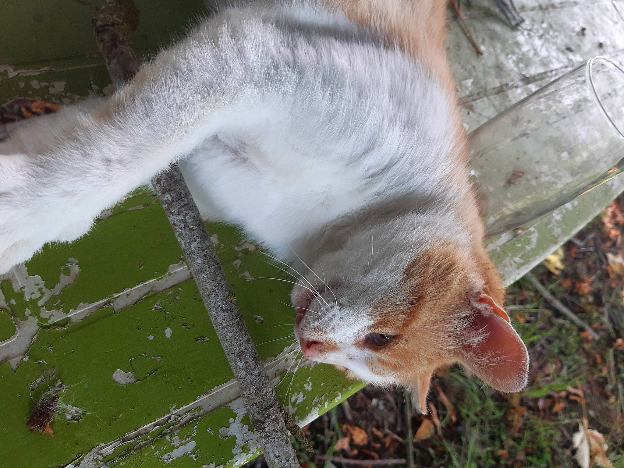 Finette a rejoint le concours — aidez-le/la à gagner de superbes lots ! carnivore, cat, claw, domestic_short_haired_cat, fawn, felidae, fox_squirrel, fur, grass, grey_squirrel, plant, small_to_medium_sized_cats, snout, squirrel, tail, tree, trunk, twig, whiskers, wood