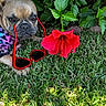 dog, puppy, french_bulldog, pet, animal, face, portrait, sunglasses, red_sunglasses, flower, hibiscus, garden, grass, greenery, leaves, outdoor, nature, funny, fashion, sunlight