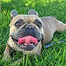 Bleu joined the competition — help win amazing prizes! dog, french_bulldog, pet, animal, grass, outdoor, portrait, close_up, smiling, tongue, teeth, ears, eyes, brown_fur, short_snout, happy, funny, sunlight, leash, lawn