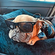 Bleu joined the competition — help win amazing prizes! dog, french_bulldog, sunglasses, car, pet, animal, portrait, close_up, sitting, lying_down, tan_fur, black_blanket, blue_blanket, vehicle_interior, accessories, fashion, funny, cute, indoor, photography