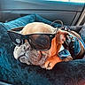 dog, french_bulldog, sunglasses, car, pet, animal, portrait, close_up, sitting, lying_down, tan_fur, black_blanket, blue_blanket, vehicle_interior, accessories, fashion, funny, cute, indoor, photography