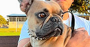 Bleu is registered to the contest to win money with this photo: dog, french_bulldog, person, selfie, outdoor, sports_field, park, sunny, daylight, portrait, pet, pet_owner, holding, collar, short_coat, canine, human_face, baseball_cap, bench, trees