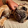 Bleu joined the competition — help win amazing prizes! dog, bulldog, pet, canine, lying_down, sleeping, relaxed, tongue, wrinkles, large_eyes, paw, bed, blanket, human_hand, tattoo, indoor, close_up, portrait, brown_fur, funny