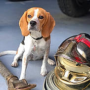 Marvel a rejoint le concours — aidez-le/la à gagner de superbes lots ! dog, beagle, puppy, fire_hose, firefighter_helmet, concrete_floor, collar, tag, animal, pet, sitting, closeup, reflective_surface, equipment, hose_nozzle, indoor, canine, brown_ears, white_fur, alert