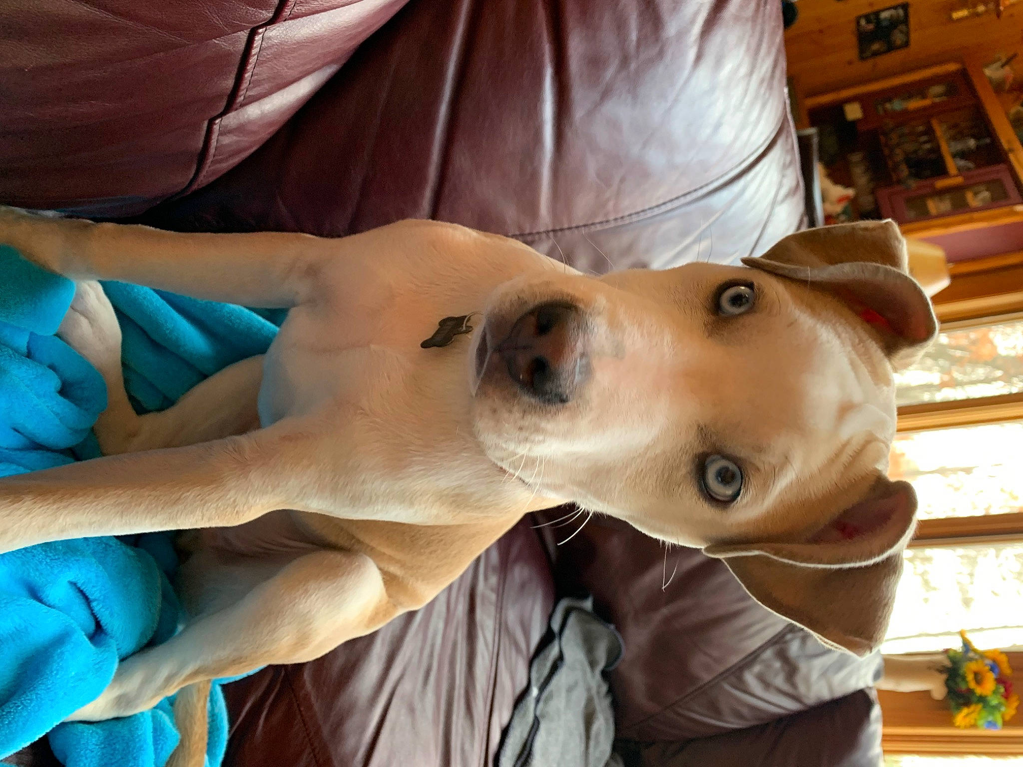 Kevin is registered to the contest to win money with this photo: canidae, carnivore, collar, comfort, companion_dog, dog, dog_breed, dog_collar, ear, eyewear, fawn, fur, jaw, shelf, snout, sporting_group, sunglasses, whiskers, working_animal, wrinkle