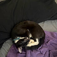 Penelope joined the competition — help win amazing prizes! cat, sleeping, curled_up, black_and_white, collar, blanket, purple, bed, bedding, soft, indoor, pet, fur, whiskers, relaxed, cozy, resting, animal, domestic, quiet