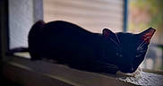 Penelope is registered to the contest to win money with this photo: cat, black_cat, windowsill, relaxed, whiskers, ears, indoor, pet, animal, feline, resting, blurred_background, natural_light, closeup, quiet, calm, sleepy, domestic_cat, side_view, window
