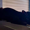 cat, black_cat, windowsill, relaxed, whiskers, ears, indoor, pet, animal, feline, resting, blurred_background, natural_light, closeup, quiet, calm, sleepy, domestic_cat, side_view, window