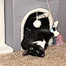 Penelope joined the competition — help win amazing prizes! cat, black_and_white_cat, cat_house, toy, feather_toy, carpet, indoor, pet, playful, paw, feline, cozy, fur, animal, whiskers, curious, hanging_toy, scratching_post, pet_toy, relaxed