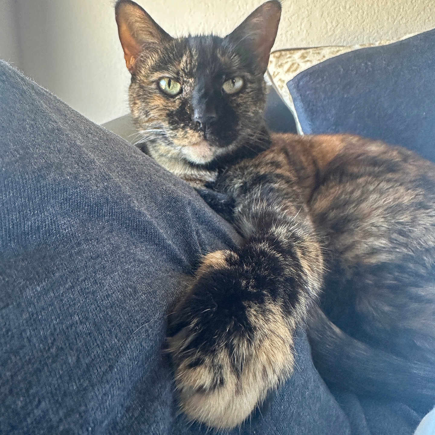 Peachy is registered to the contest to win money with this photo: animal, cat, closeup, comfortable, cozy, cushion, feline, fur, home, indoor, paw, pet, pillow, portrait, relaxed, resting, soft, stretching, tortoiseshell, yellow_eyes