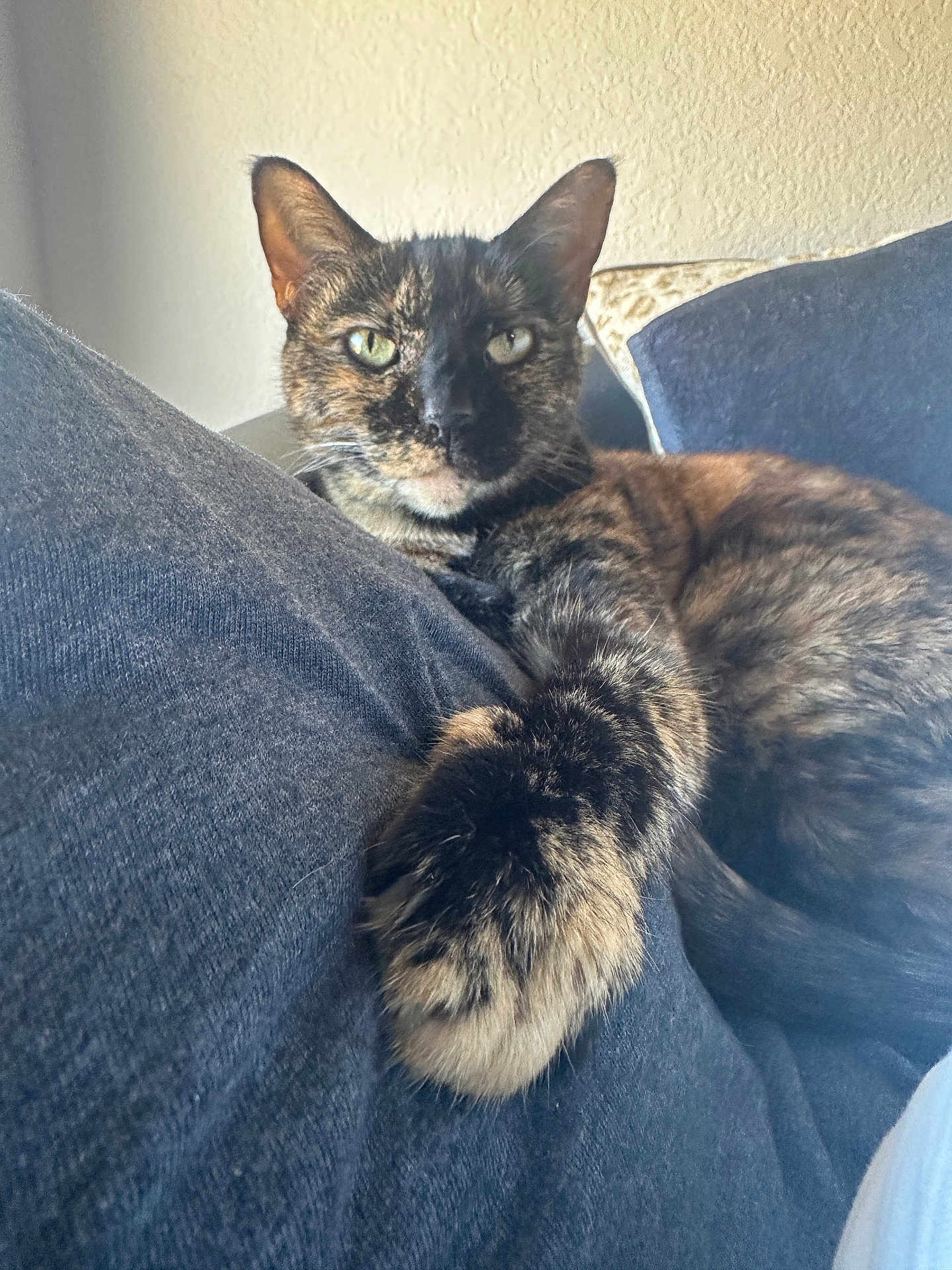 Peachy is registered to the contest to win money with this photo: cat, tortoiseshell, paw, relaxed, cushion, indoor, pet, fur, animal, cozy, resting, closeup, portrait, feline, home, soft, comfortable, pillow, yellow_eyes, stretching
