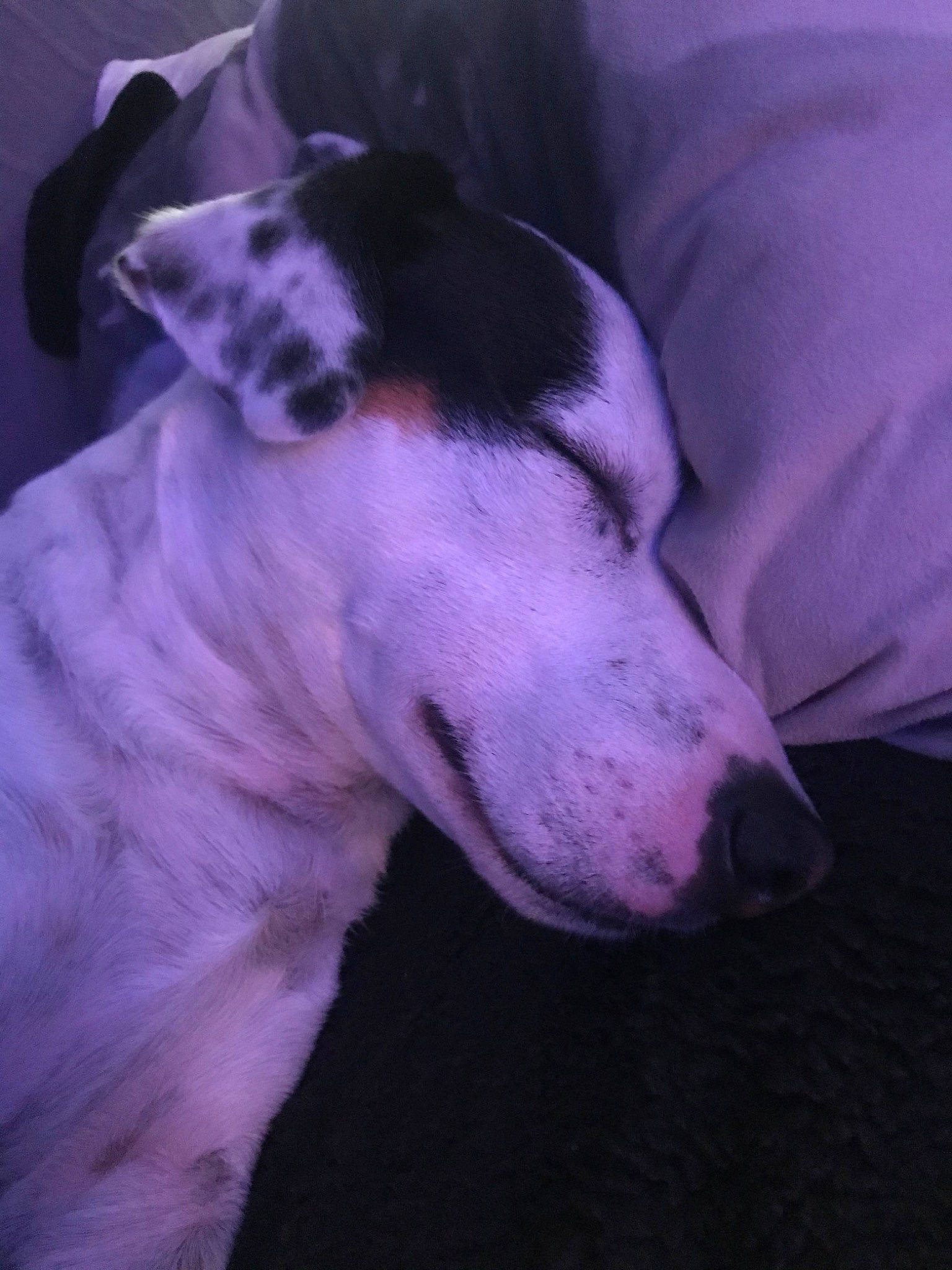 Chocapic a rejoint le concours — aidez-le/la à gagner de superbes lots ! bull_terrier_miniature, canidae, carnivore, dog, dog_breed, dogo_argentino, ear, mammal, non_sporting_group, snout, vertebrate, whiskers