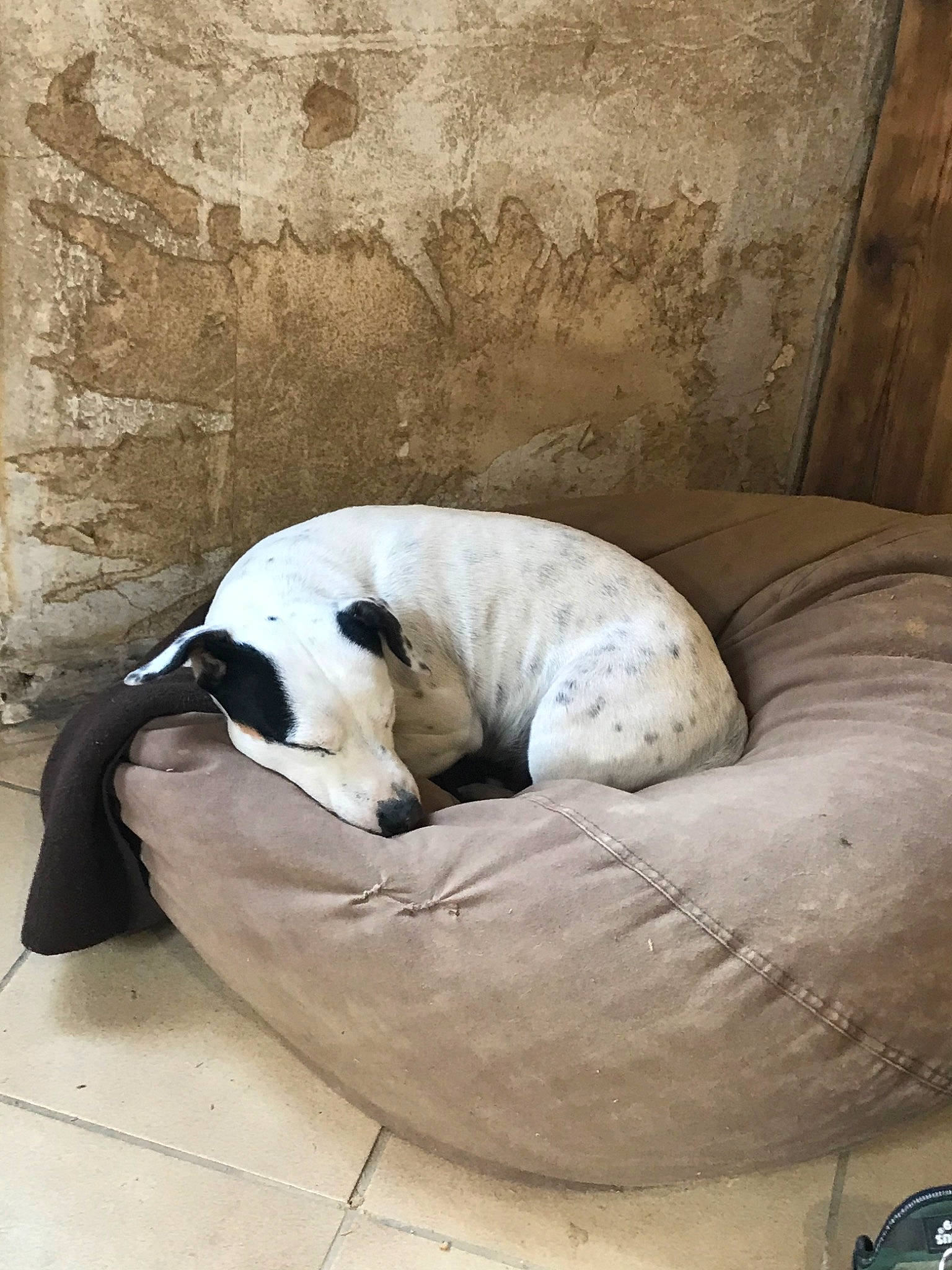 Chocapic participe au concours pour gagner de l'argent avec cette photo : canidae, carnivore, dog, dog_breed, nap, non_sporting_group, pointer, sleep, snout