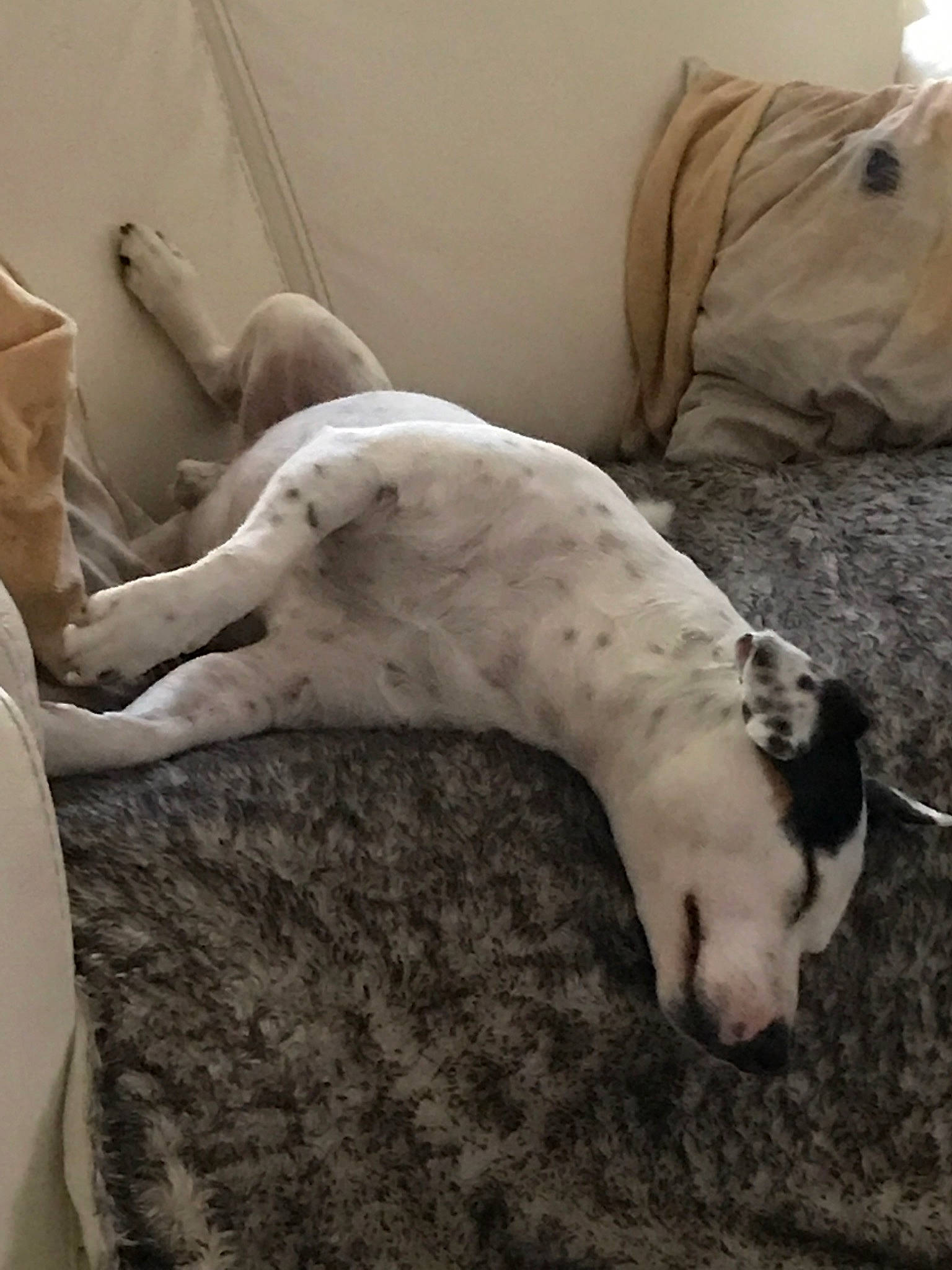 Chocapic participe au concours pour gagner de l'argent avec cette photo : canidae, carnivore, dalmatian, dog, dog_breed, fawn, great_dane, greyhound, nap, non_sporting_group, pointer, sleep, snout, sporting_group, tail, whippet