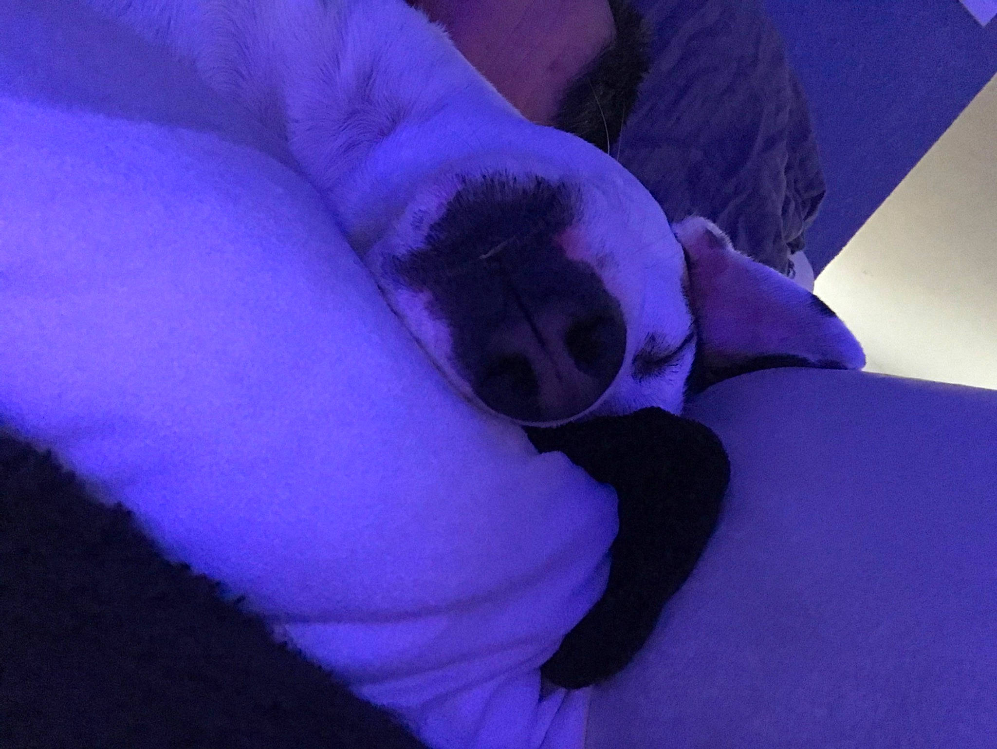 Chocapic participe au concours pour gagner de l'argent avec cette photo : boston_terrier, canidae, carnivore, companion_dog, dog, nap, non_sporting_group, puppy, purple, sleep, violet