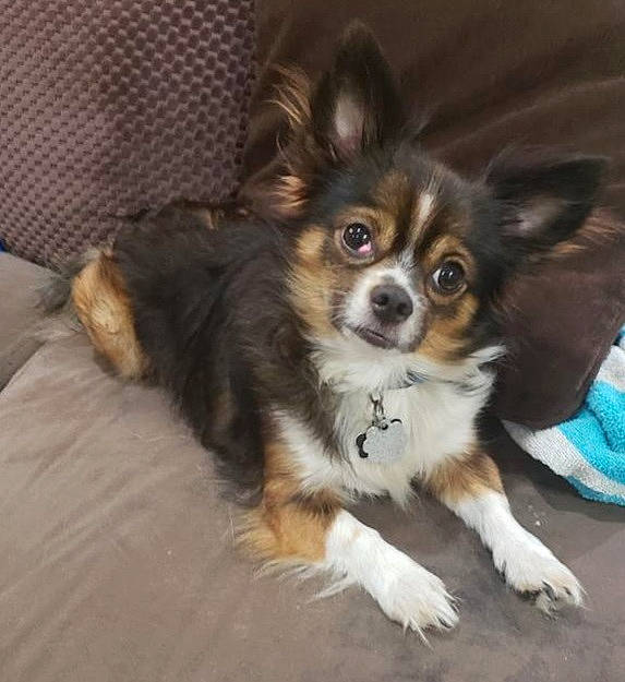 Maxwell joined the competition — help win amazing prizes! brown, canidae, carnivore, companion_dog, dog, dog_breed, fawn, fur, iris, liver, non_sporting_group, papillon, snout, sporting_group, toy_dog, vertebrate, whiskers, working_animal