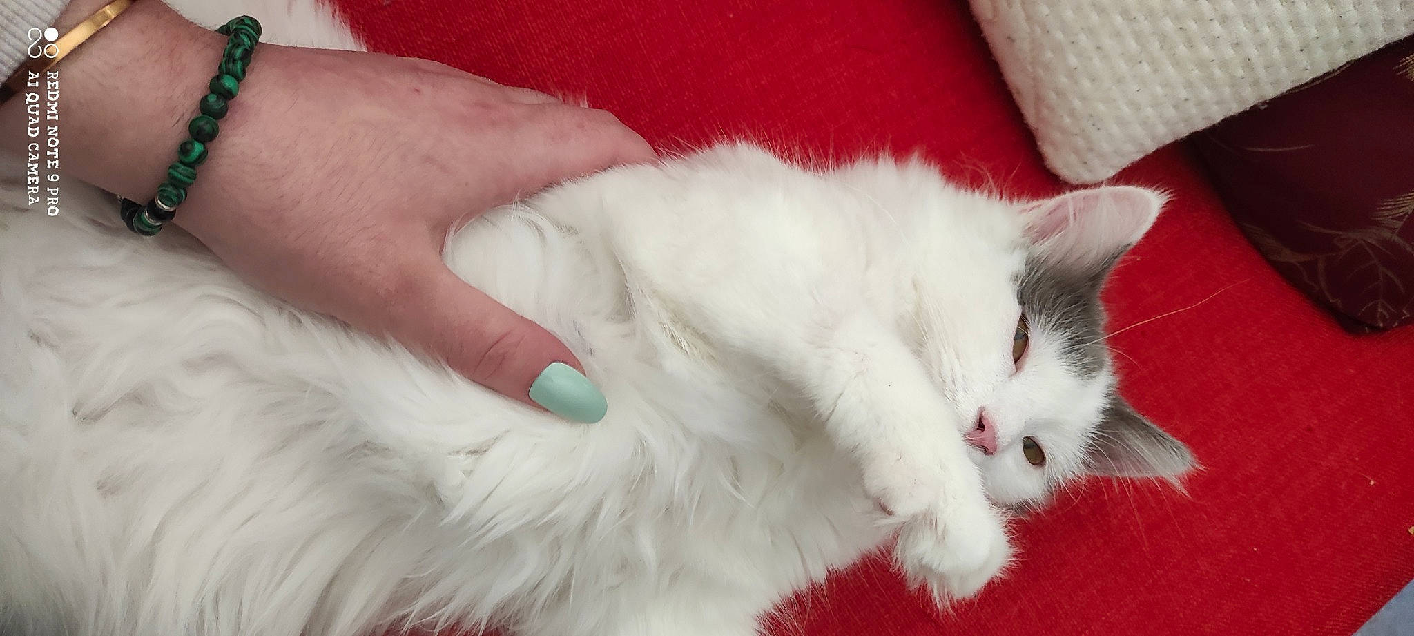 Yuki a rejoint le concours — aidez-le/la à gagner de superbes lots ! carnivore, cat, claw, comfort, felidae, fur, natural_material, paw, small_to_medium_sized_cats, snout, tail, whiskers