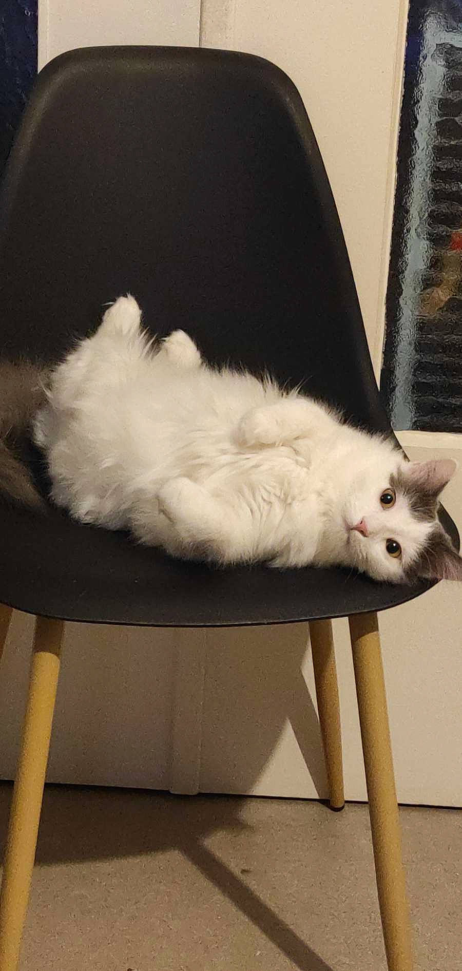 Yuki participe au concours pour gagner de l'argent avec cette photo : carnivore, cat, chair, claw, comfort, companion_dog, domestic_short_haired_cat, felidae, foot, fur, mammal, paw, plant, sitting, small_to_medium_sized_cats, tail, vertebrate, whiskers, window, wood