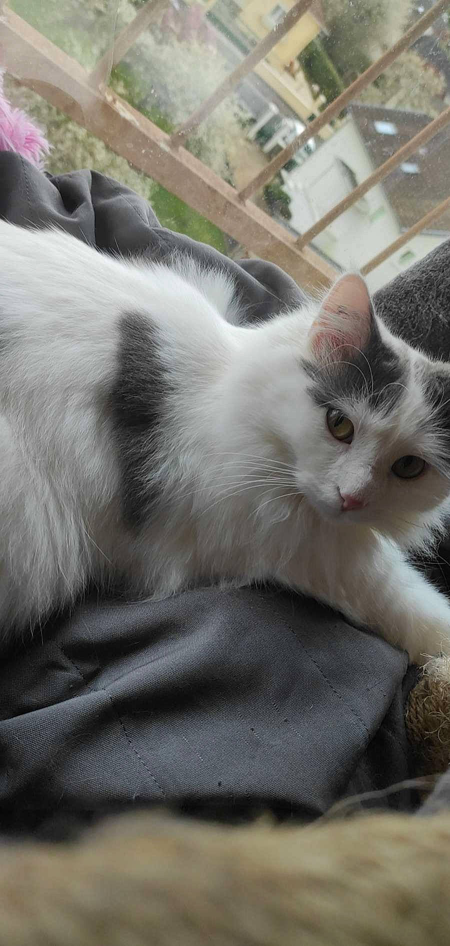 Yuki a rejoint le concours — aidez-le/la à gagner de superbes lots ! carnivore, cat, claw, comfort, domestic_short_haired_cat, fawn, felidae, fur, paw, small_to_medium_sized_cats, snout, tail, terrestrial_animal, whiskers, window