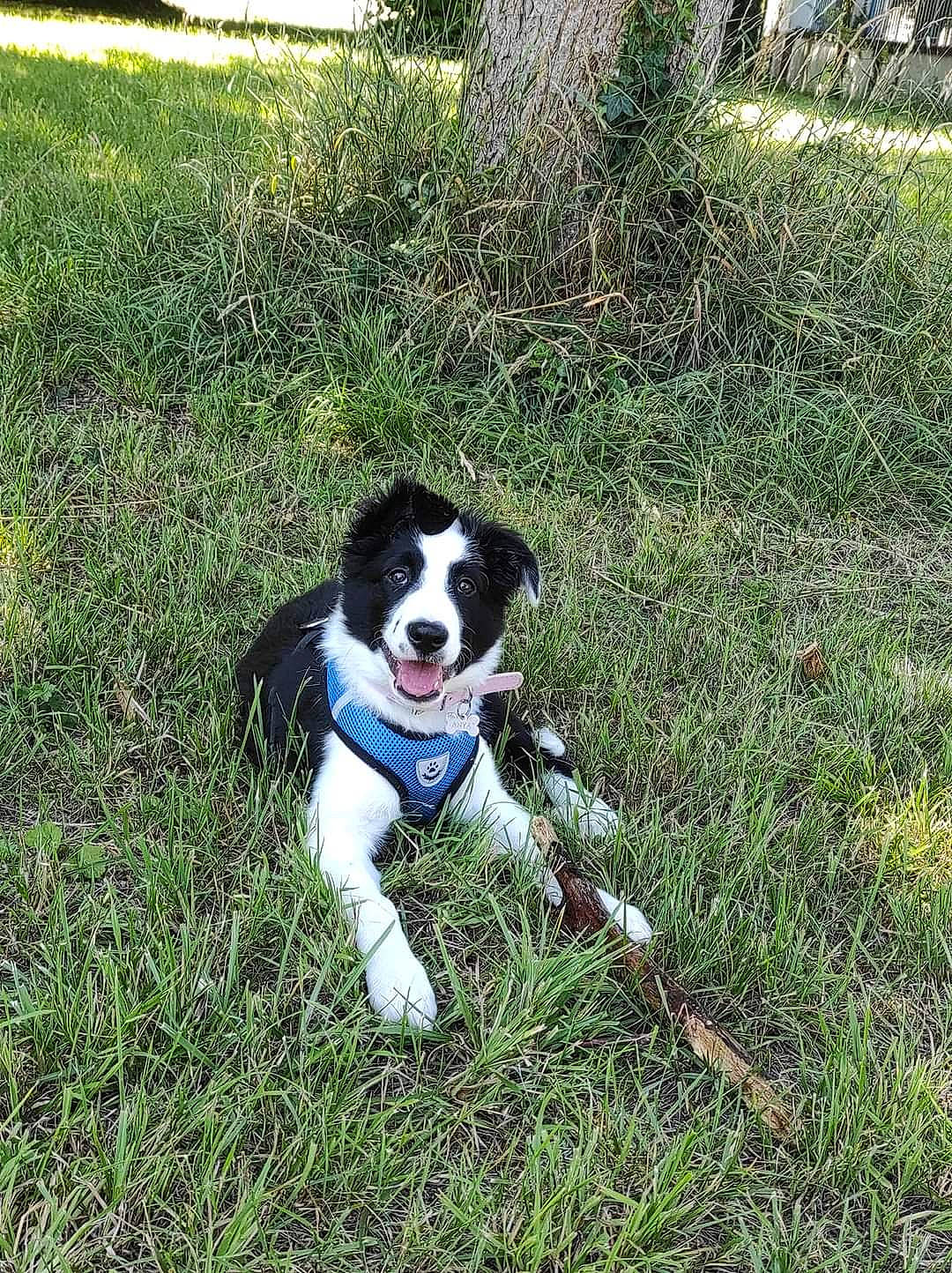 Anya participe au concours pour gagner de l'argent avec cette photo : canidae, carnivore, collar, companion_dog, dog, dog_breed, dog_collar, dog_supply, grass, groundcover, herding_dog, non_sporting_group, plant, puppy, shrub, snout, sporting_group, tail, working_animal, working_dog