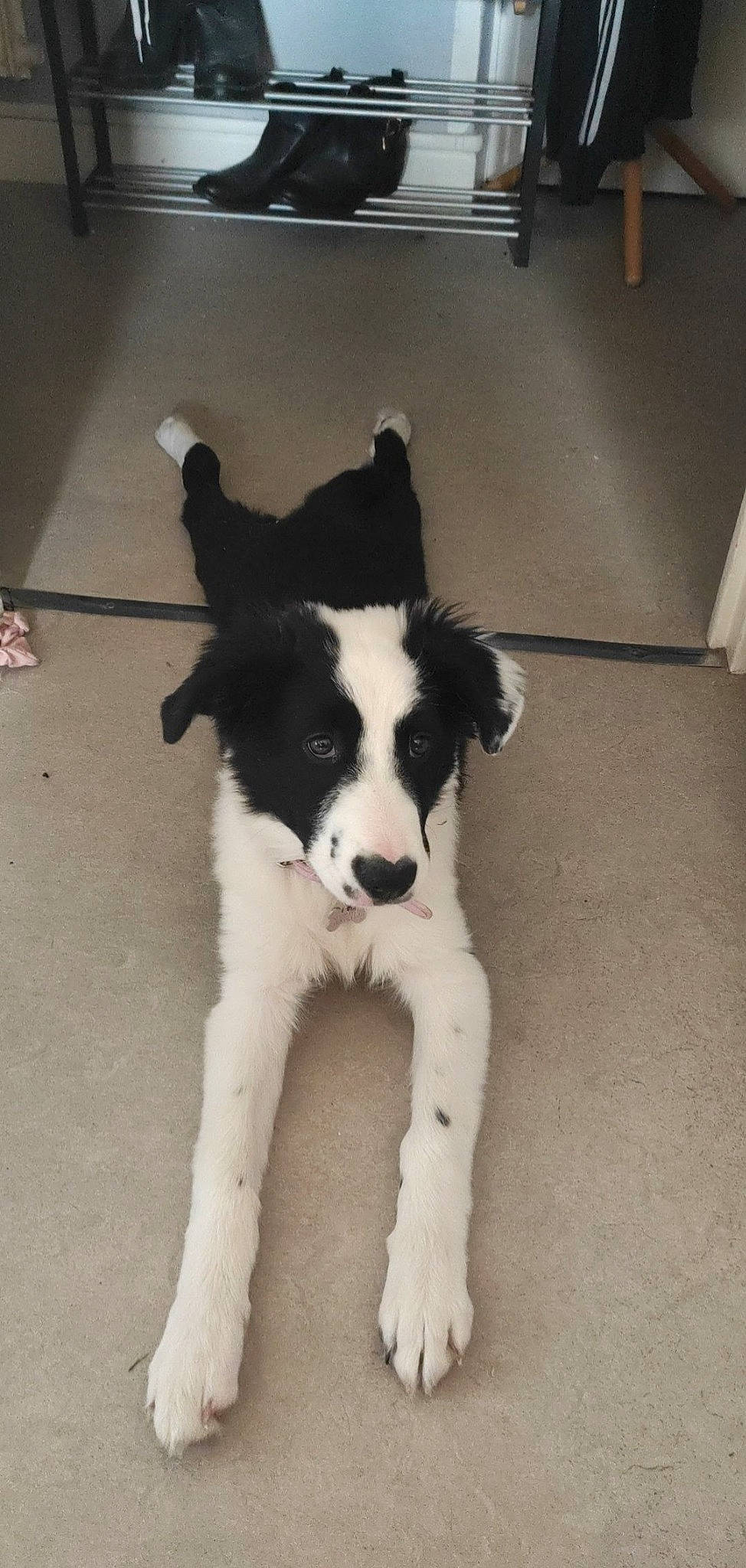 Anya a rejoint le concours — aidez-le/la à gagner de superbes lots ! border_collie, canidae, carnivore, companion_dog, dog, dog_breed, flooring, fur, herding_dog, non_sporting_group, puppy, tail, terrestrial_animal, working_animal, working_dog