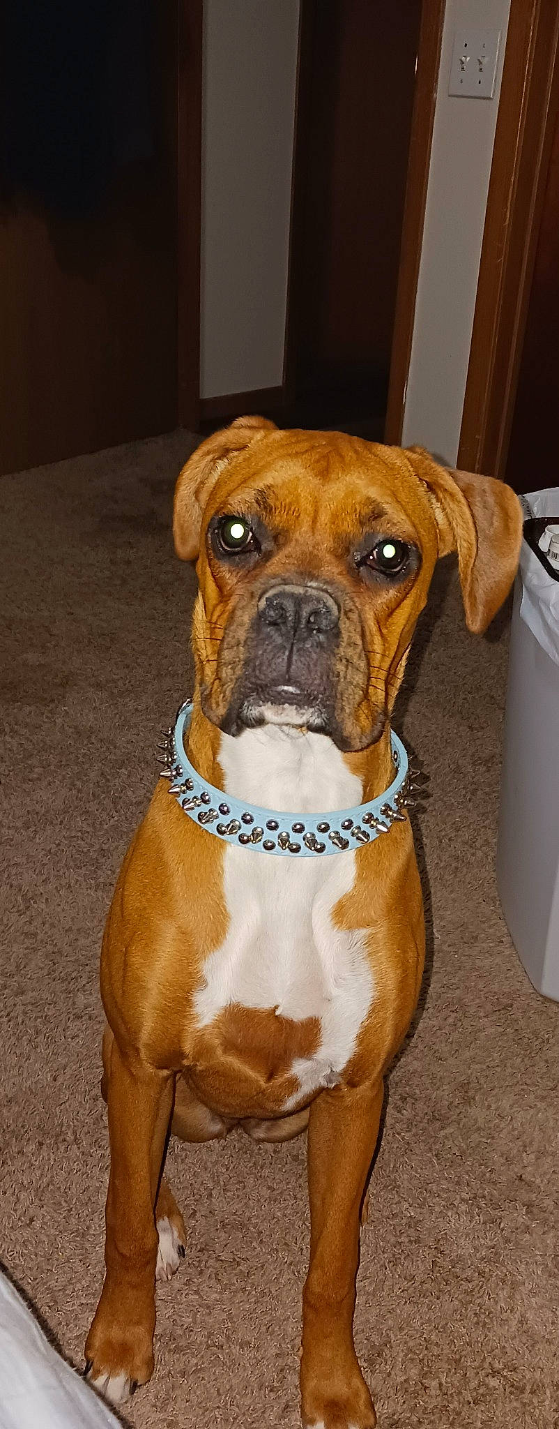 Ginger is registered to the contest to win money with this photo: ancient_dog_breeds, boxer, carnivore, collar, companion_dog, dog, dog_breed, dog_collar, fawn, liver, non_sporting_group, pet_supply, snout, sporting_group, whiskers, window, working_animal, working_dog