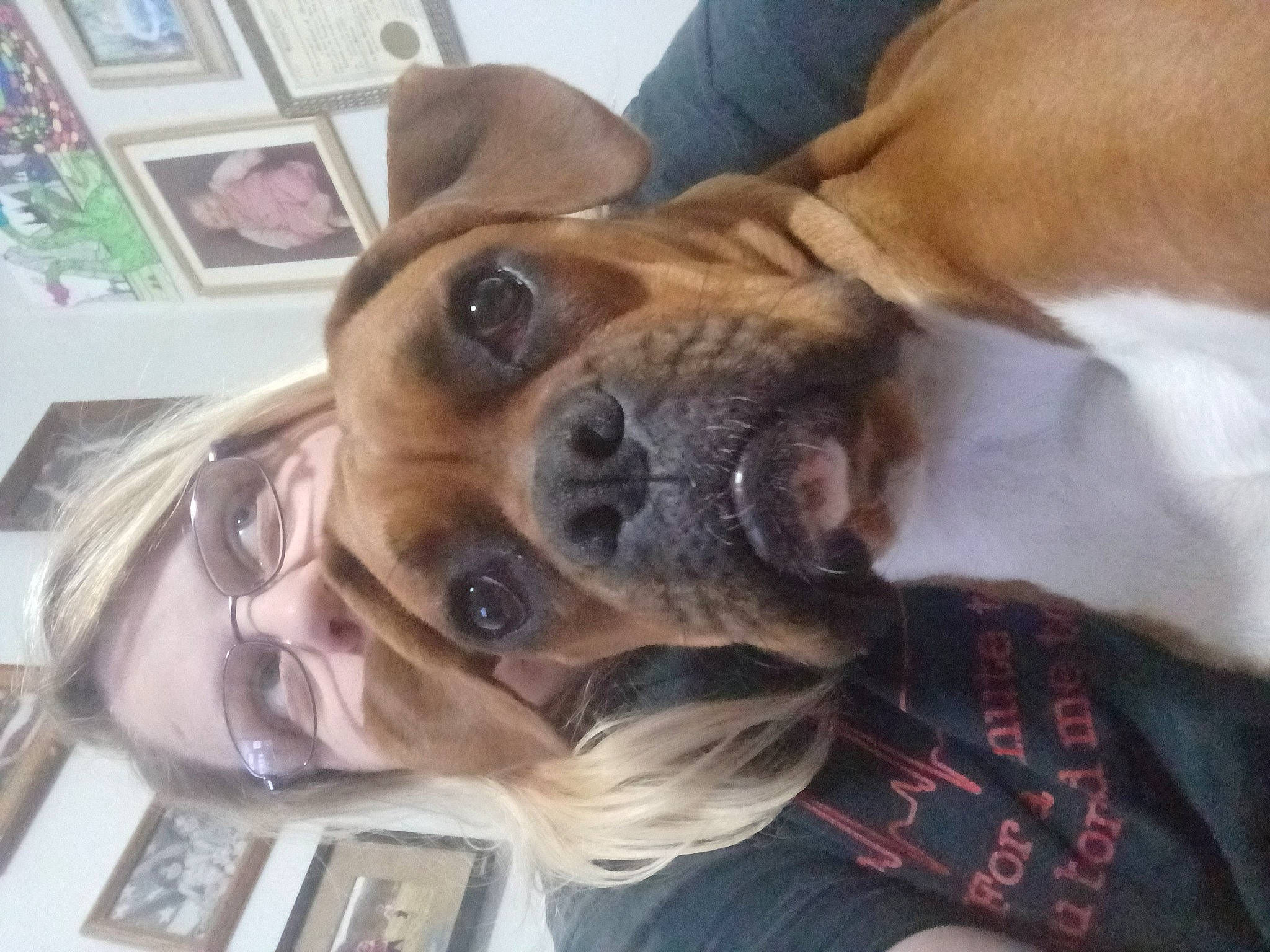Ginger is registered to the contest to win money with this photo: canidae, carnivore, collar, comfort, companion_dog, dog, dog_breed, ear, eyewear, fawn, fur, paw, puppy_love, selfie, snout, sporting_group, vertebrate, whiskers, working_animal, wrinkle