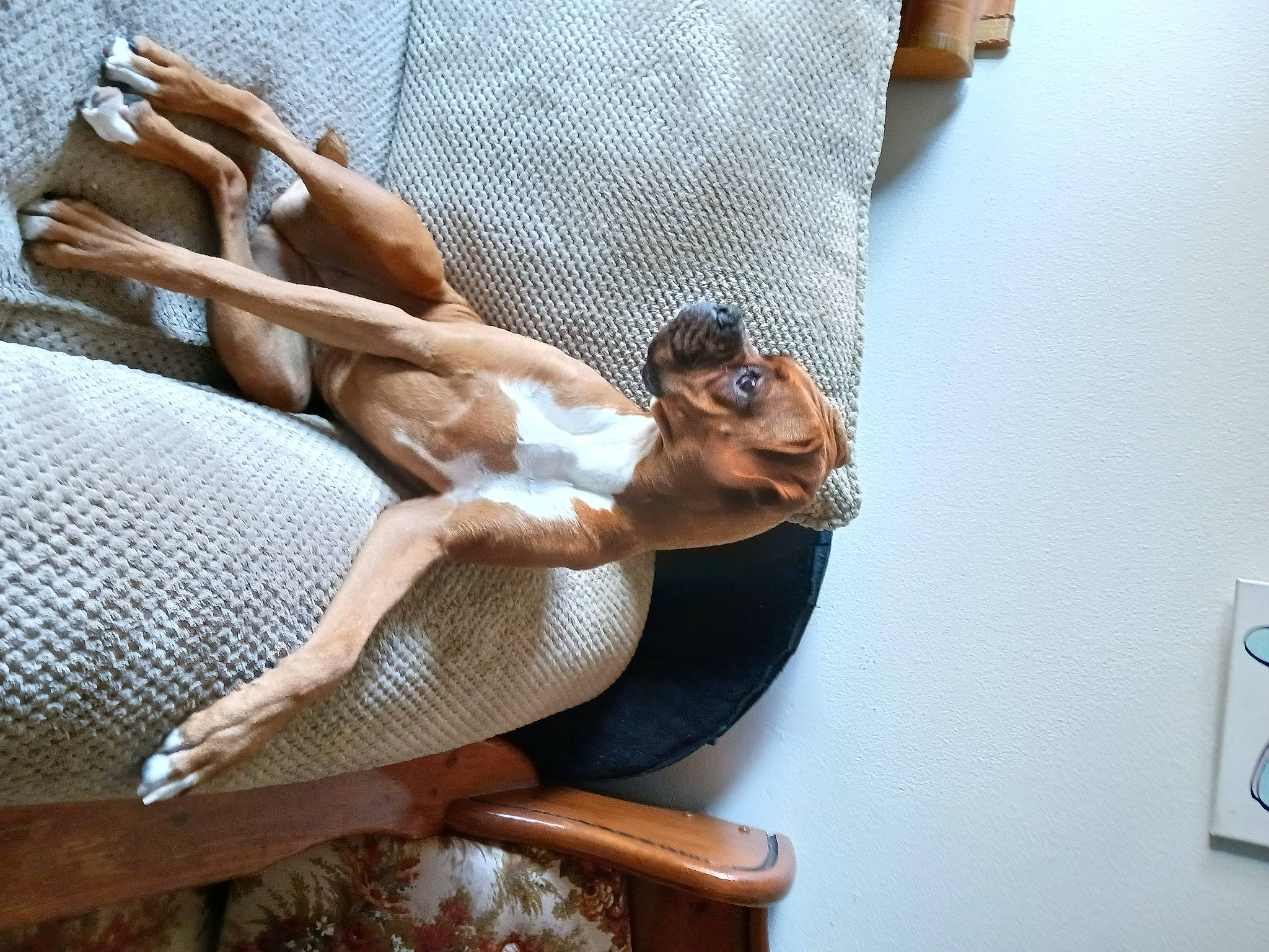 Ginger is registered to the contest to win money with this photo: abdomen, art, barechested, chest, comfort, elbow, foot, human_leg, knee, leisure, linens, outdoor_furniture, room, sculpture, statue, tail, thigh, trunk, wood, wrist