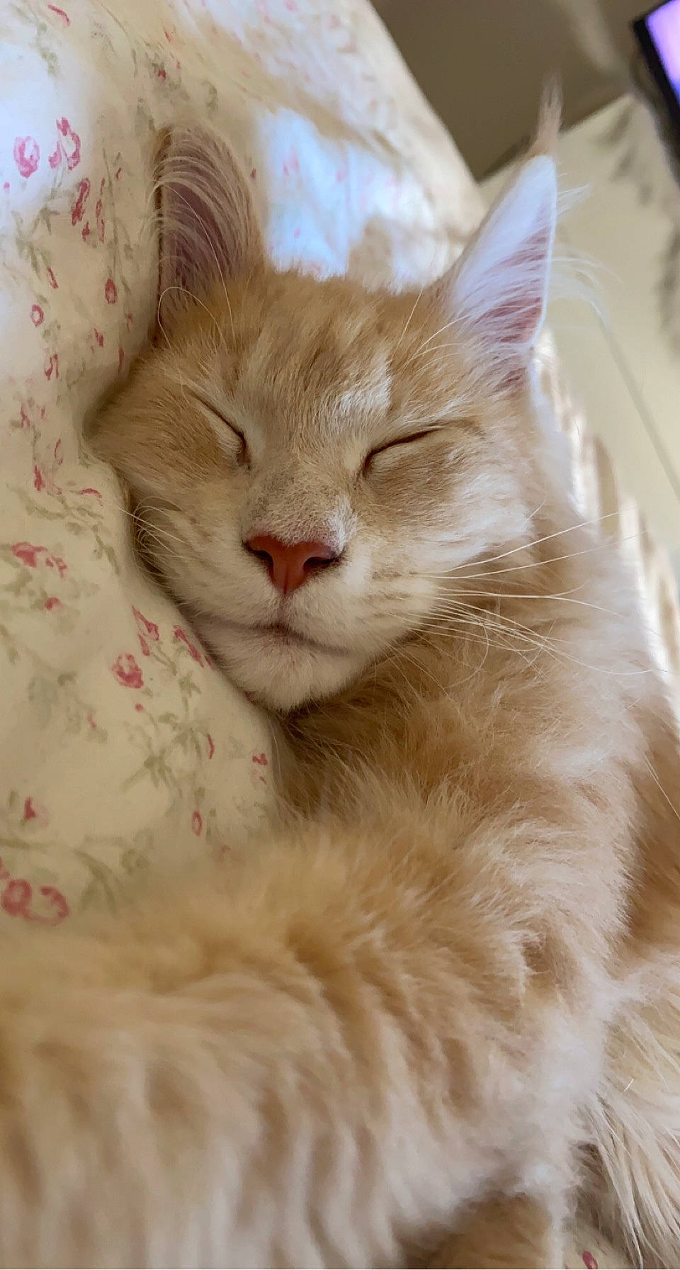 Shelby a rejoint le concours — aidez-le/la à gagner de superbes lots ! carnivore, cat, comfort, fawn, felidae, fur, small_to_medium_sized_cats, snout, tail, terrestrial_animal, whiskers, wood