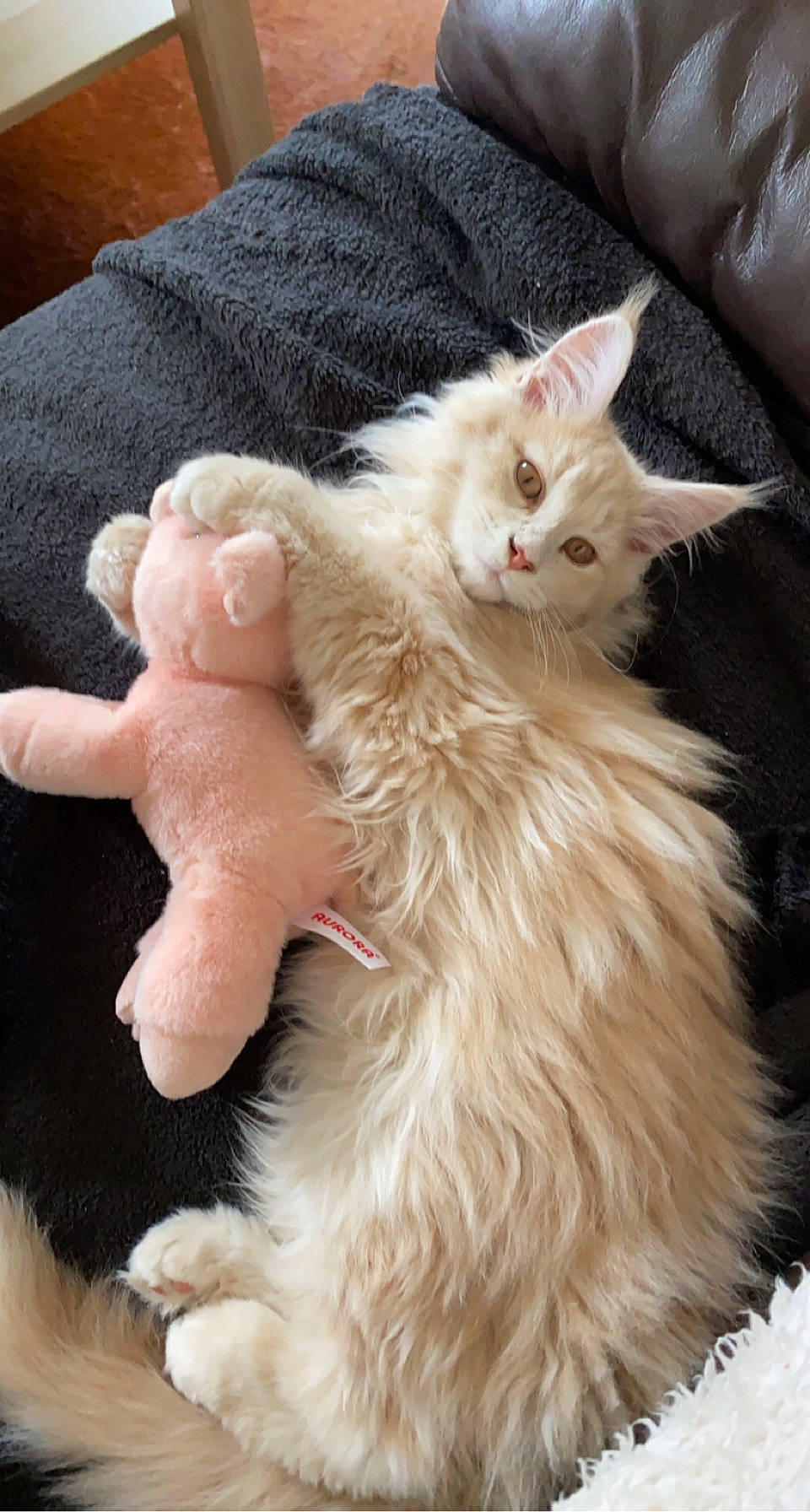 Shelby a rejoint le concours — aidez-le/la à gagner de superbes lots ! british_longhair, carnivore, cat, claw, comfort, fawn, felidae, fur, gesture, maine_coon, paw, peach, persian, small_to_medium_sized_cats, snout, tail, whiskers