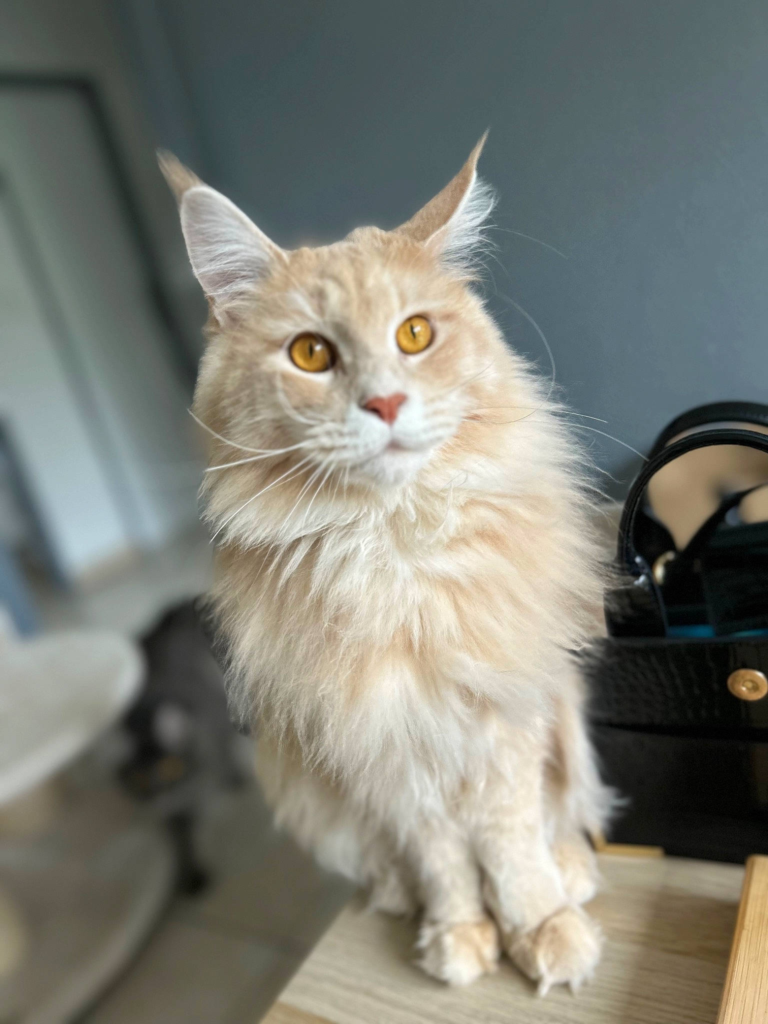 Shelby participe au concours pour gagner de l'argent avec cette photo : bag, british_longhair, carnivore, cat, claw, fawn, felidae, fur, hardwood, luggage_and_bags, maine_coon, paw, persian, small_to_medium_sized_cats, snout, tail, whiskers, wood