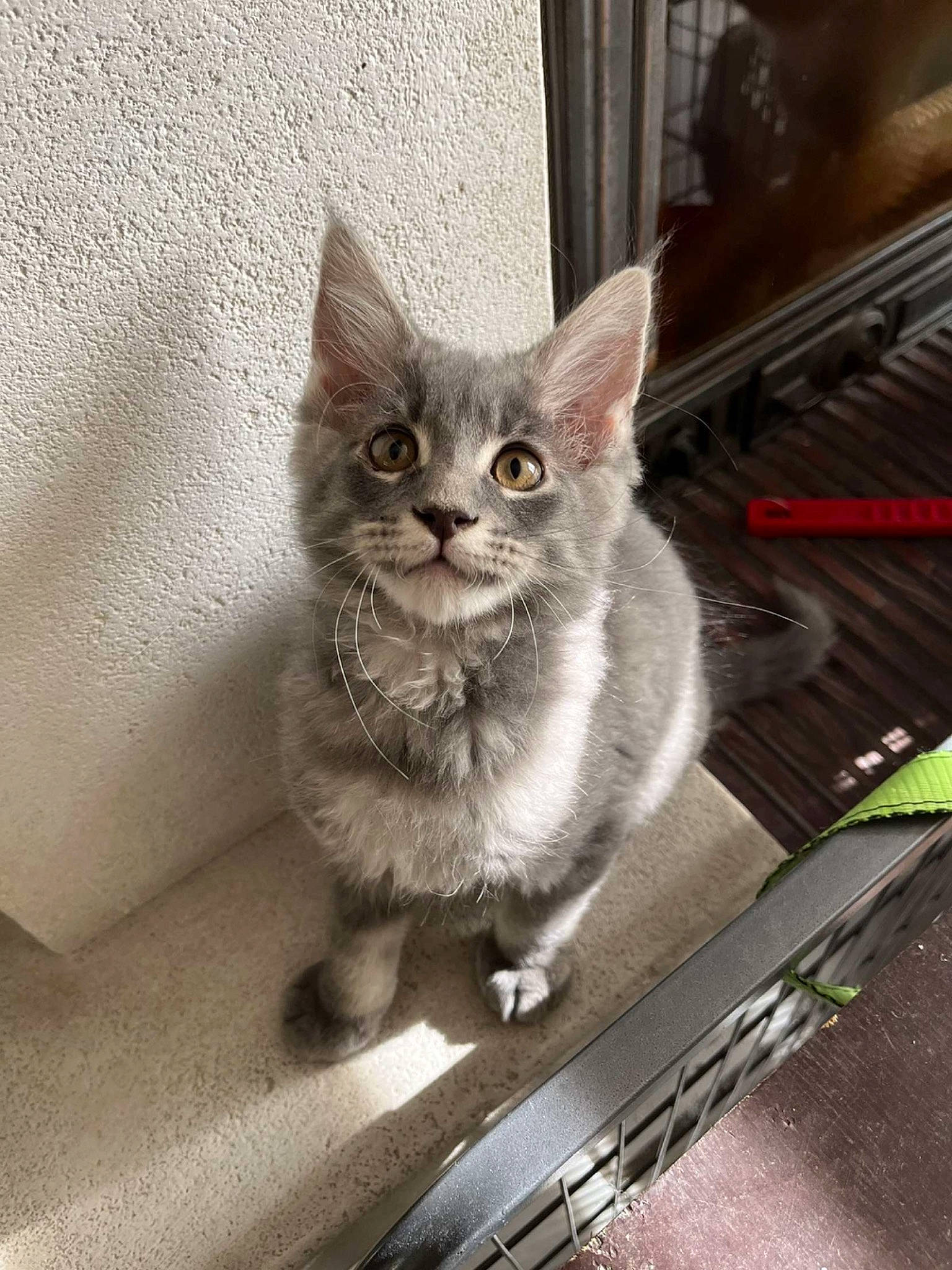 Tigrou a rejoint le concours — aidez-le/la à gagner de superbes lots ! automotive_tire, carnivore, cat, claw, domestic_short_haired_cat, felidae, fur, grey, metal, paw, sitting, small_to_medium_sized_cats, snout, tail, whiskers