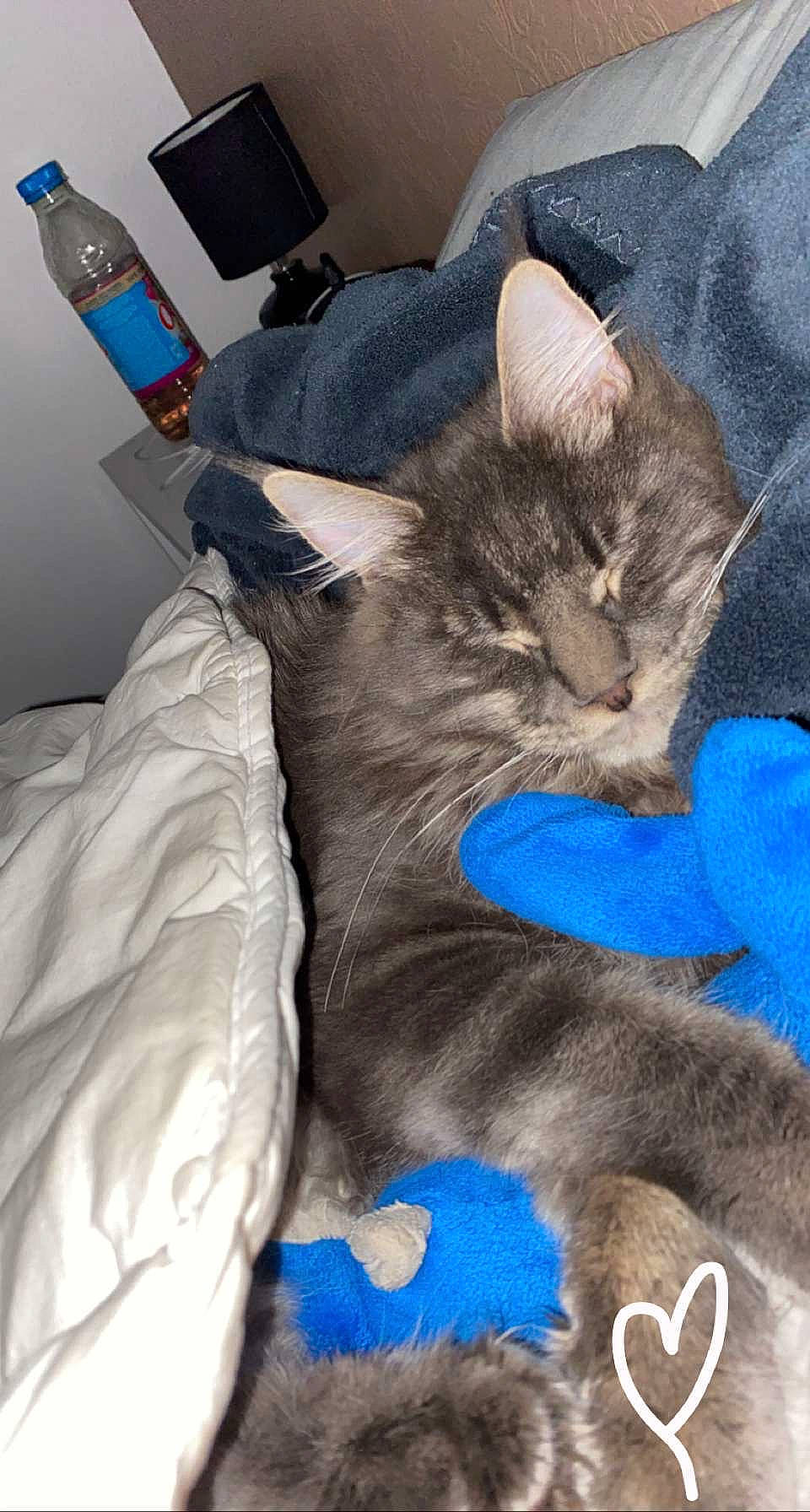 Tigrou a rejoint le concours — aidez-le/la à gagner de superbes lots ! blue, bottle, carnivore, cat, claw, comfort, domestic_short_haired_cat, electric_blue, felidae, fur, grey, lap, linens, mobile_phone, nap, paw, small_to_medium_sized_cats, tail, water_bottle, whiskers