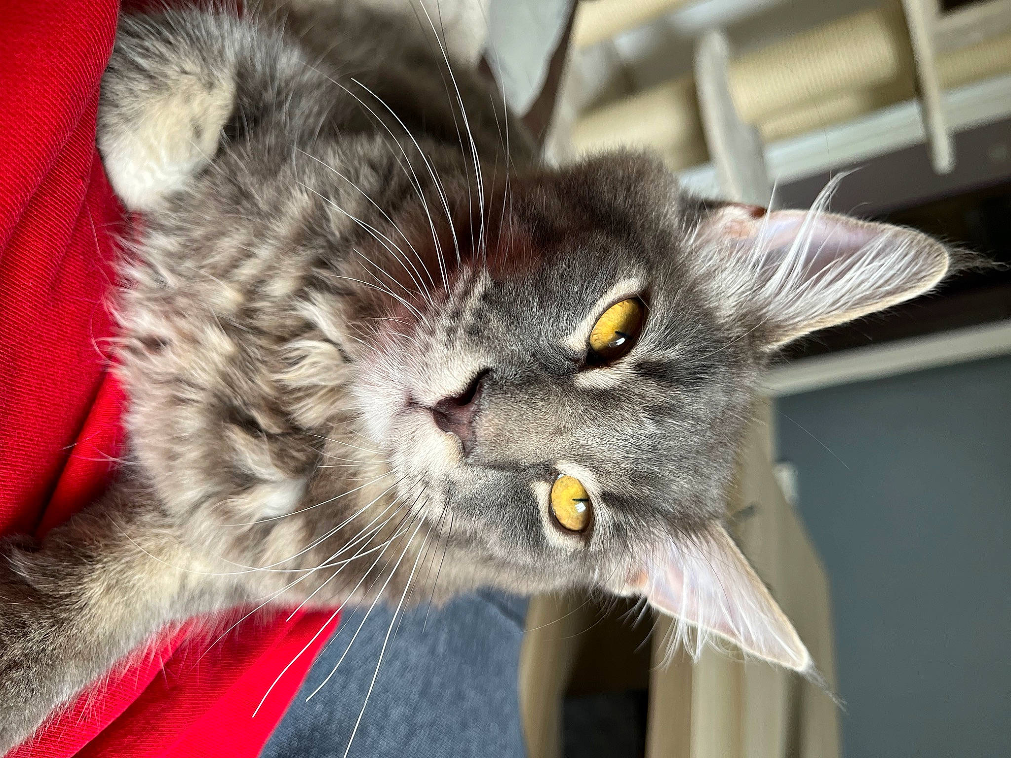 Tigrou a rejoint le concours — aidez-le/la à gagner de superbes lots ! carnivore, cat, domestic_short_haired_cat, ear, felidae, fur, grey, paw, plant, small_to_medium_sized_cats, snout, tail, whiskers