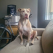 Ghost is registered to the contest to win money with this photo: dog, couch, indoor, pet, bicycle, air_conditioner, window, light, furniture, tan_dog, white_dog, sitting, calm, room, home, domestic, animal, canine, relaxed, portrait