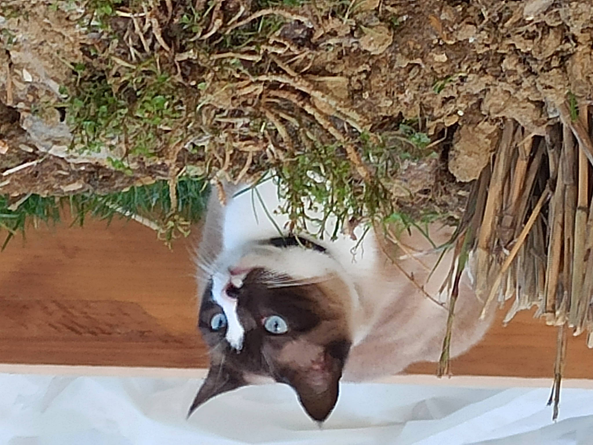 Pitchou a rejoint le concours — aidez-le/la à gagner de superbes lots ! carnivore, cat, domestic_short_haired_cat, fawn, feather, felidae, fur, grass, natural_material, paw, plant, siamese, small_to_medium_sized_cats, tail, terrestrial_animal, twig, whiskers, wood