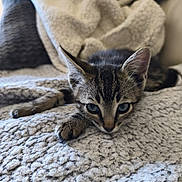 Alto a rejoint le concours — aidez-le/la à gagner de superbes lots ! kitten, cat, tabby, pet, animal, feline, cute, cozy, blanket, texture, indoor, resting, fur, ears, whiskers, eyes, closeup, soft, sleepy, comfort