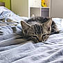 kitten, cat, sleeping, bed, blanket, indoor, cozy, animal, pet, fur, cute, resting, young, domestic, feline, soft, comfort, closeup, relaxation, blurred_background