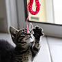 Alto participe au concours pour gagner de l'argent avec cette photo : kitten, cat, tabby, paw, indoor, window, toy, curious, playful, pet, animal, feline, young, whiskers, floor, domestic, cute, closeup, gray, striped
