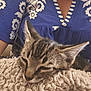cat, kitten, sleeping, tabby, fluffy_blanket, person, blue_clothing, patterned_clothing, indoor, resting, close_up, pet, animal, soft_texture, cozy, relaxation, fur, whiskers, ear, nap