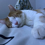 Paul is registered to the contest to win money with this photo: animal, bed, cat, close_up, cozy, cute, domestic_animal, feline, fur, ginger, indoor, nose, paw, peaceful, pet, relaxed, resting, sleeping, whiskers, white