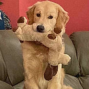 Finnegan joined the competition — help win amazing prizes! dog, golden_retriever, stuffed_toy, toy, pet, indoor, couch, furniture, living_room, canine, animal, cute, mammal, fur, face, nose, ears, home, relaxed, companion