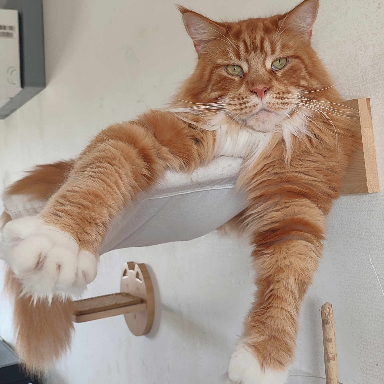 Révolution participe au concours pour gagner de l'argent avec cette photo : abyssinian, angora, animal, cat, chair, couch, electronics, furniture, hardware, hardwood, indoors, interiordesign, kitten, manx, person, pet, plywood, shelf, sleeping, wood