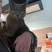 Flame Es Psoon a rejoint le concours — aidez-le/la à gagner de superbes lots ! appliance, calm, cat, close_up, countertop, ears, furniture, gray_cat, green_eyes, holding, hoodie, human_hand, indoor, kitchen, pet, portrait, soap_dispenser, stovetop, tattoo, whiskers